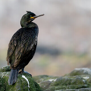 Farne Islands - Shag